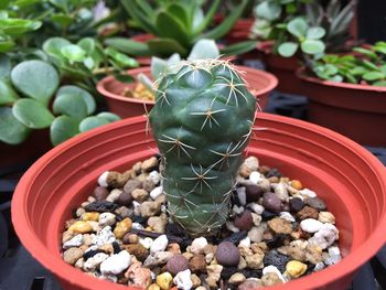 High angle view of succulent plant in pot