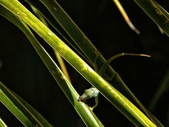 Close-up of insect on plant