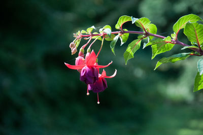 Close-up of pink flowering plant