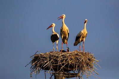 Low angle view of birds perching on nest against clear sky