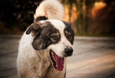 Close-up portrait of dog looking away