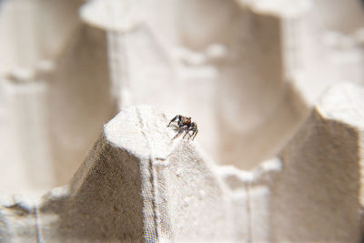 Close-up of fly on wood