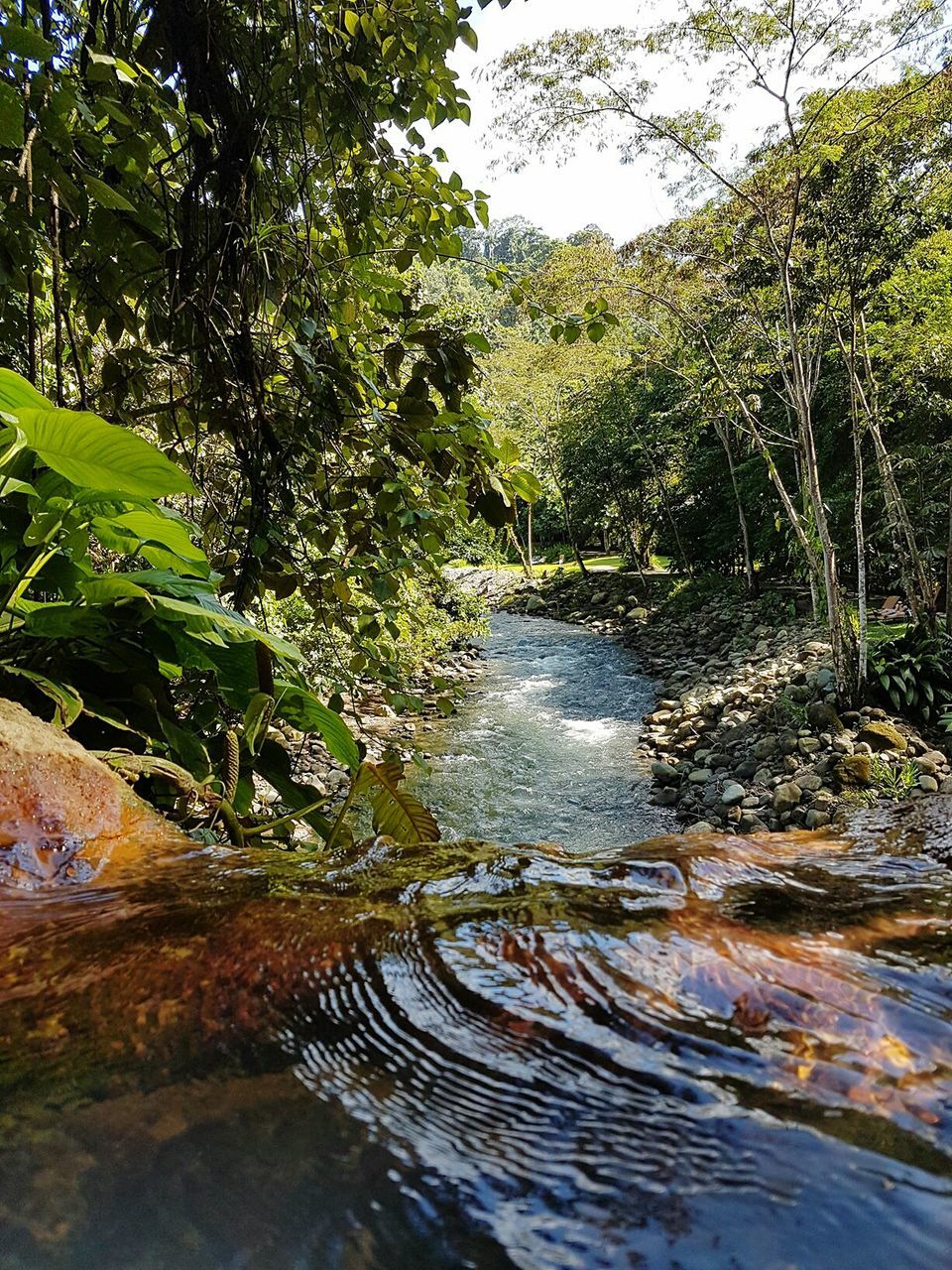 VIEW OF STREAM ALONG TREES