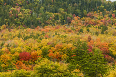 Full frame shot of autumn trees