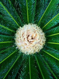 Close-up of flowers