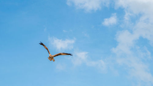 Low angle view of seagull flying in sky