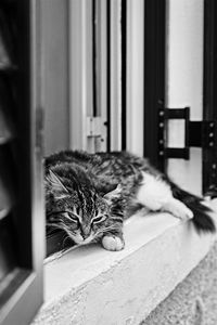 Cat looking through window