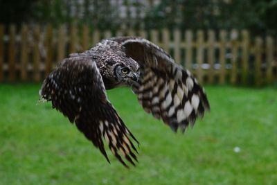 Close-up of a bird on grass