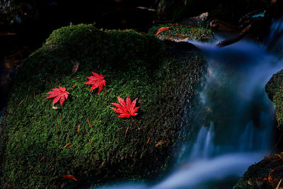 Autumn creek maple leaf