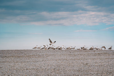 Seagull birds flying on the beach against blue sky