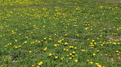 High angle view of yellow flowering plants on field