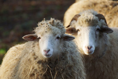 Sheep grazing on field