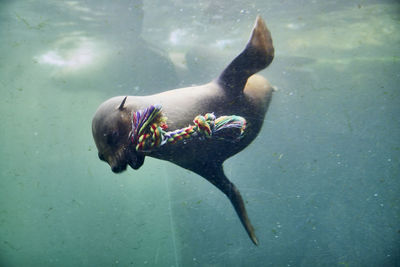 Close-up of fish swimming in sea