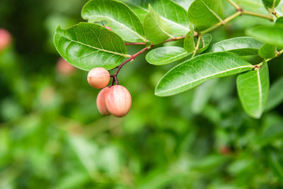 Close-up of strawberry growing on tree