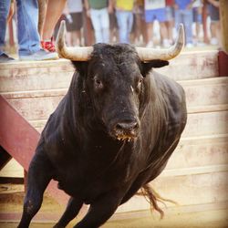 Close-up of horse standing outdoors