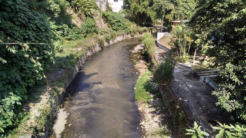 Panoramic view of plants and trees