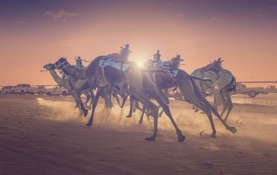 Camels running on sand at desert against sky during sunset