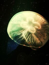 Close-up of jellyfish in sea