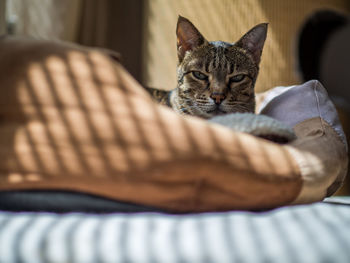 Cat relaxing on bed at home