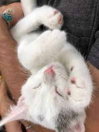 Close-up of cat sleeping