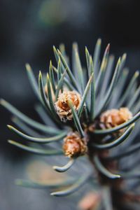 Close-up of plant