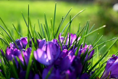 Close-up of purple crocus flowers