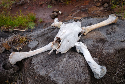 High angle view of animal skull on field