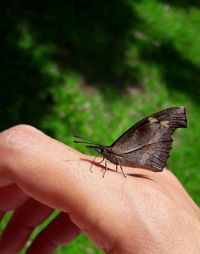 Close-up of insect on hand