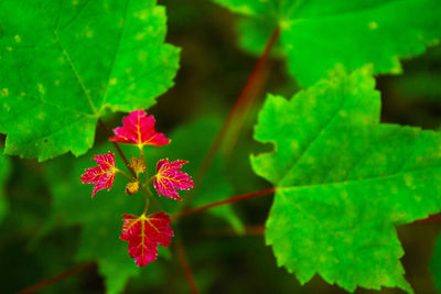 Close-up of pink flowers
