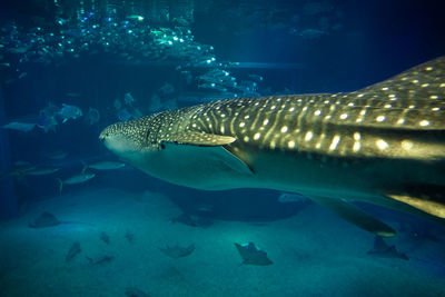 Fish swimming in aquarium