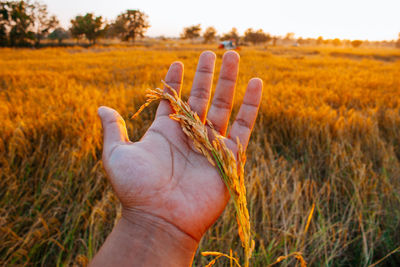 Close-up of hand holding plant