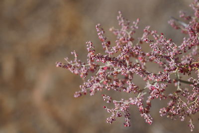 Close-up of pink cherry blossom tree