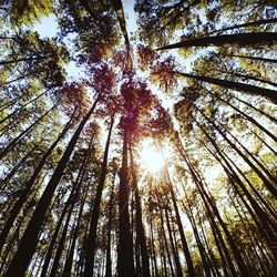 Low angle view of trees against sky