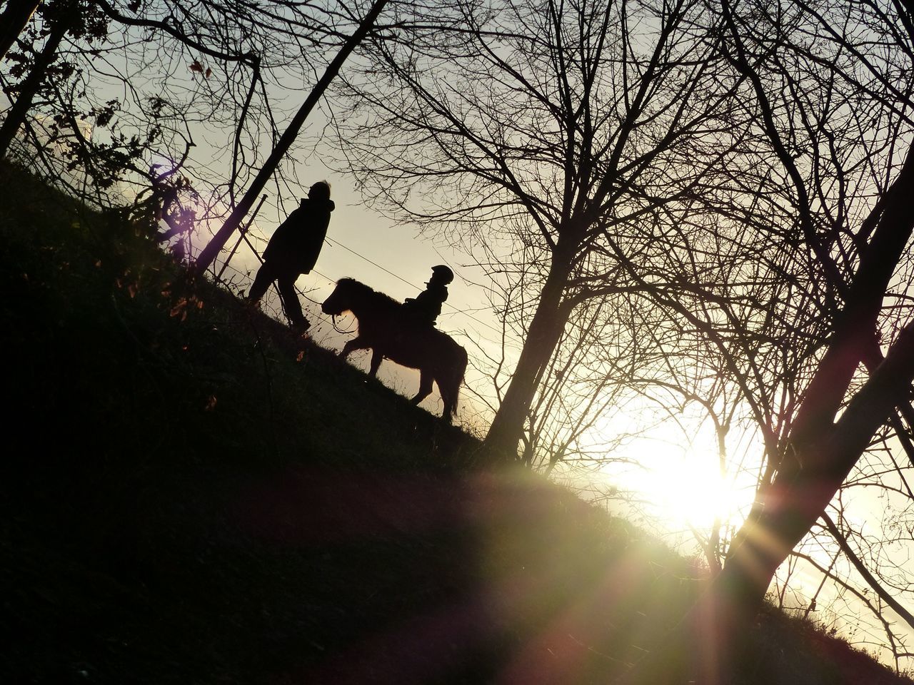 silhouette, lifestyles, leisure activity, sun, tree, men, sunlight, sunset, sunbeam, lens flare, bicycle, full length, low angle view, nature, riding, clear sky, outdoors