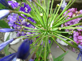 Close-up of purple flowering plant