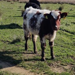 Sheep grazing on field