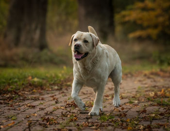 Labrador retriever in autumn colors