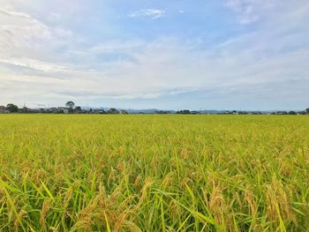 Scenic view of agricultural field against sky