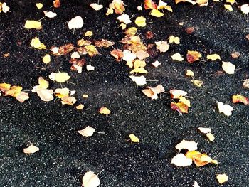 Close-up of multi colored leaves