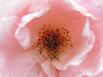 Close-up of pink rose flower