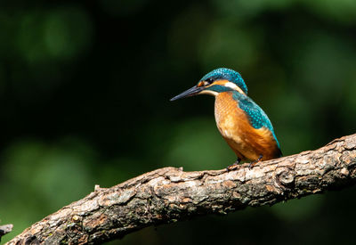 Close-up of bird perching on branch