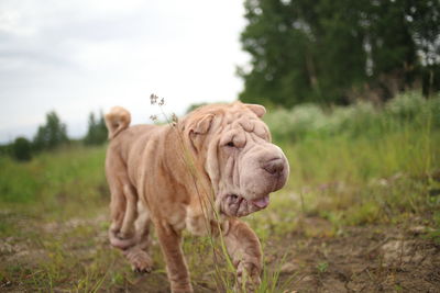 View of a dog on field