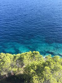 High angle view of plants by sea