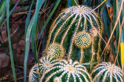 Close-up of succulent plant on field