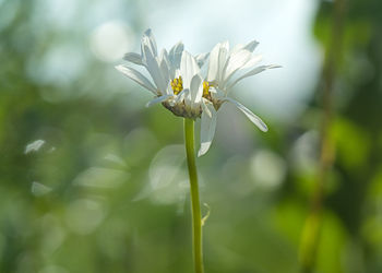 Close-up of white flowering plant