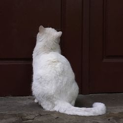Close-up of white cat sitting on floor