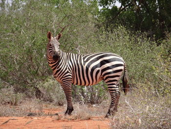 Zebras standing in a field