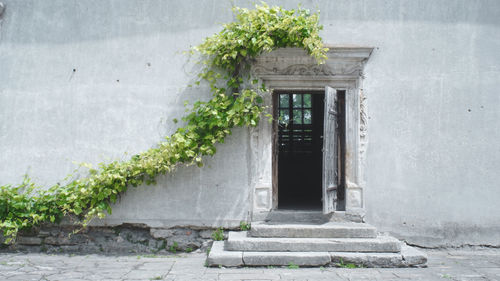Potted plant against wall