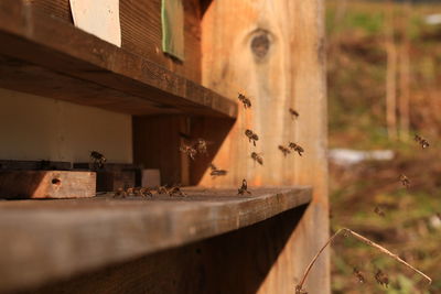 Bees at wooden insect hotel