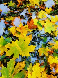 Close-up of yellow maple leaves during autumn